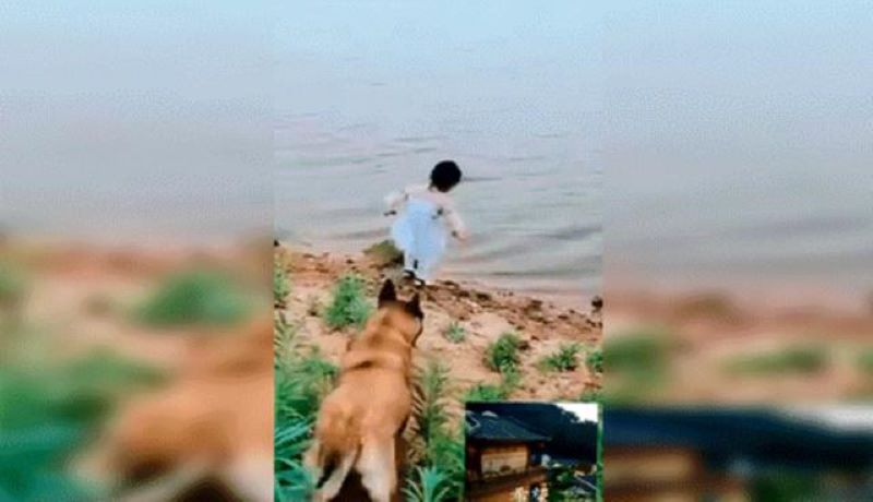 Vidéo, un chien sauve une fille qui était sur le point de tomber dans une rivière profonde