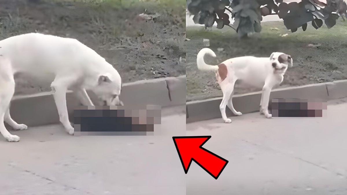 Vidéo, un chien se bat pour réanimer son "compagnon" écrasé par une voiture
