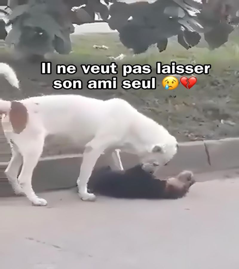 Vidéo, un chien se bat pour réanimer son "compagnon" écrasé par une voiture