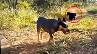 Vidéo, un chien s'est perdu dans les bois et est rentré chez lui avec un ami inattendu