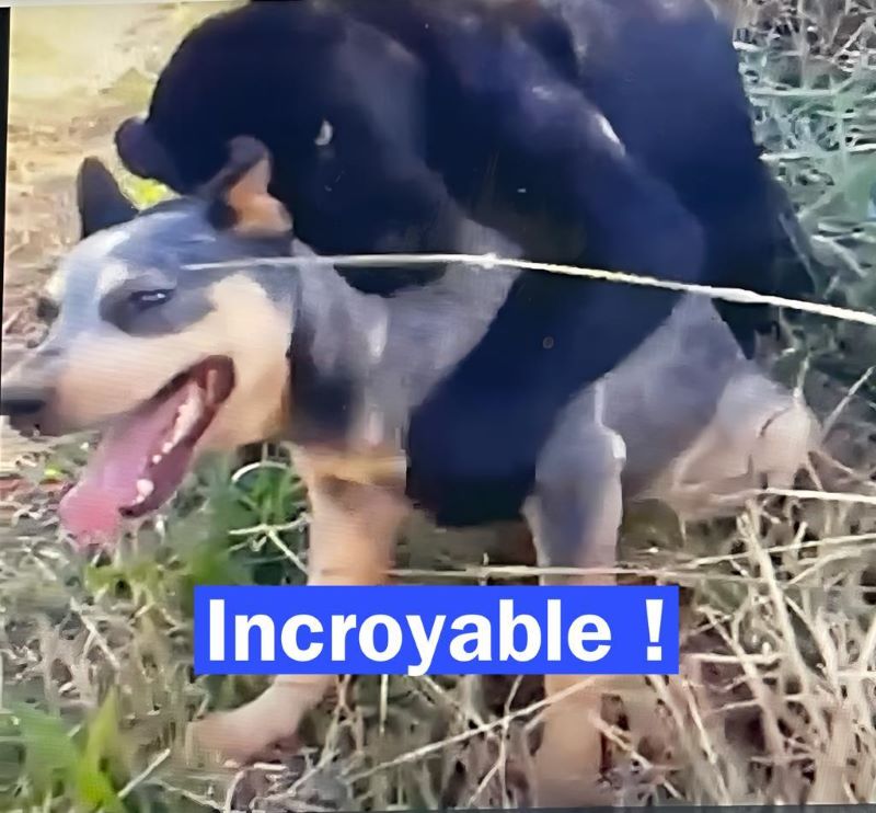 Vidéo, un chien s'est perdu dans les bois et est rentré chez lui avec un ami inattendu