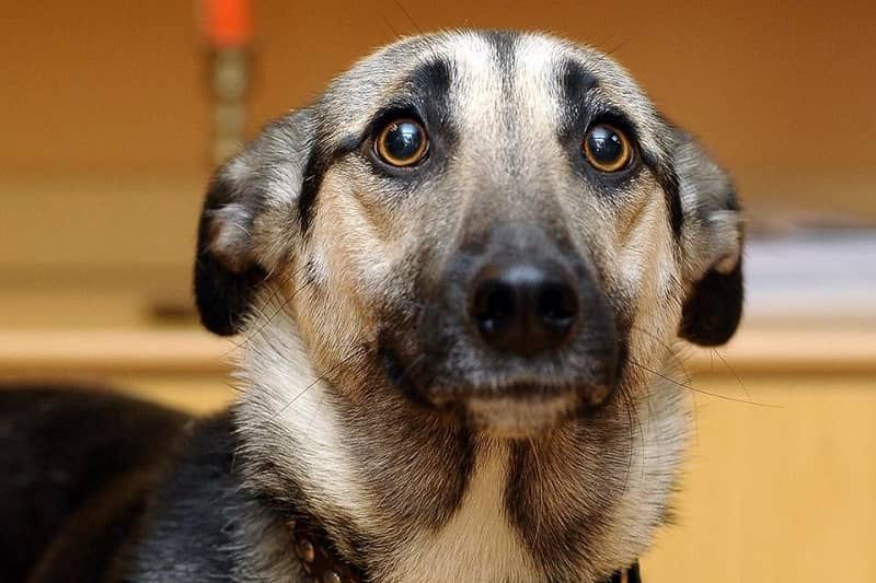 Vidéo : Un enseignant frappe un chien qui dort dans une classe, tous demandent qu'il soit condamné