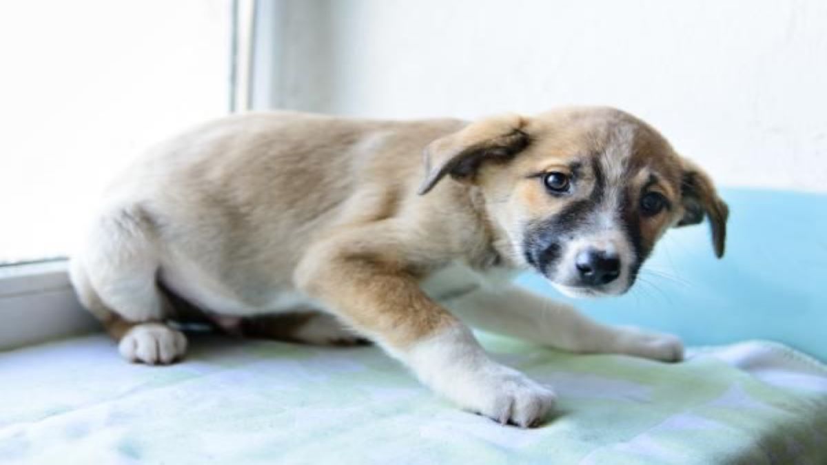 Vidéo : Un enseignant frappe un chien qui dort dans une classe, tous demandent qu'il soit condamné