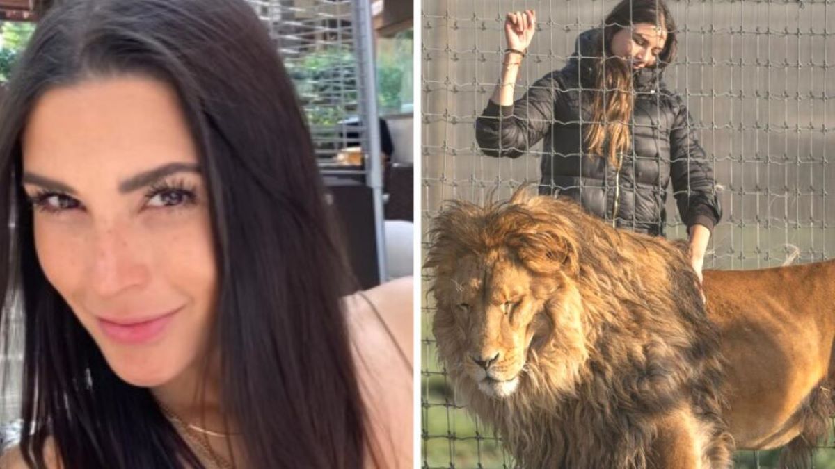 Vidéo émouvante : un lion et son ex-gardienne réunis après 5 mois de séparation
