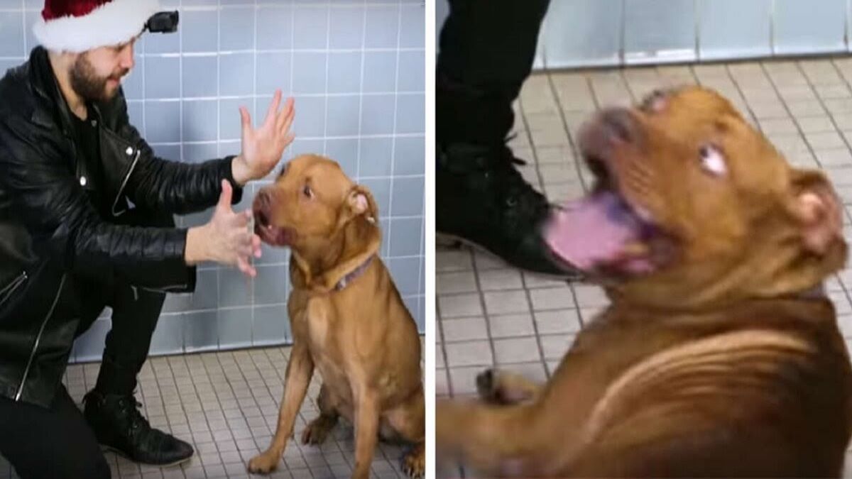 Vidéo : Un magicien présente un spectacle de magie à des chiens pour les aider à trouver un foyer et leurs réactions sont incroyables