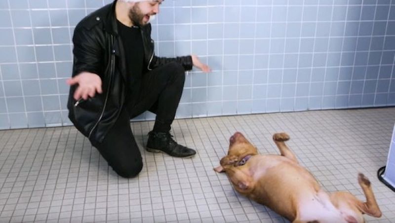 Vidéo : Un magicien présente un spectacle de magie à des chiens pour les aider à trouver un foyer et leurs réactions sont incroyables