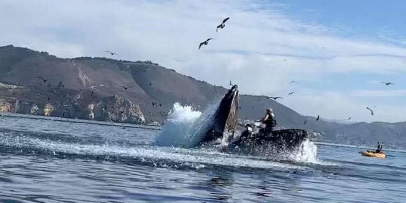 Vidéo, une baleine avale deux femmes et après quelques secondes les relâche