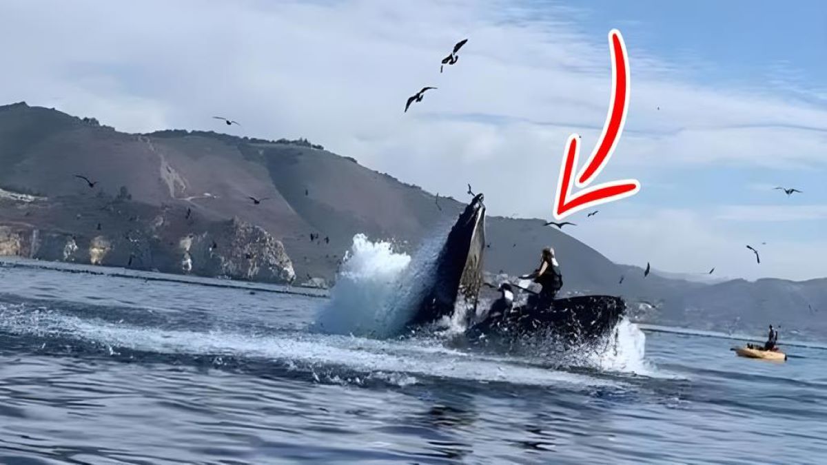 Vidéo, une baleine avale deux femmes et après quelques secondes les relâche