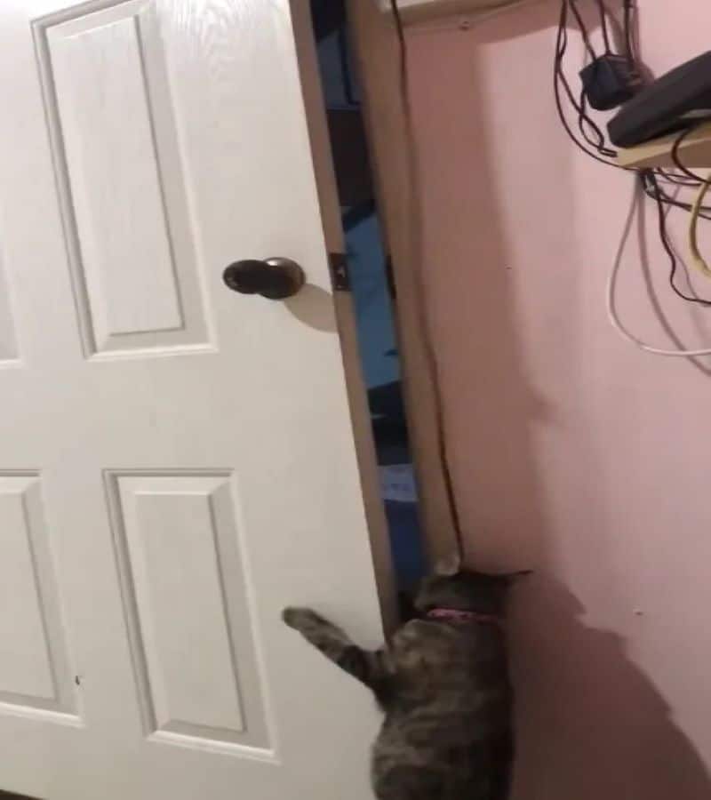 Vidéo, Une femme est surprise de vérifier la caméra et de voir ce que son chat a fait pour aller avec ses amis