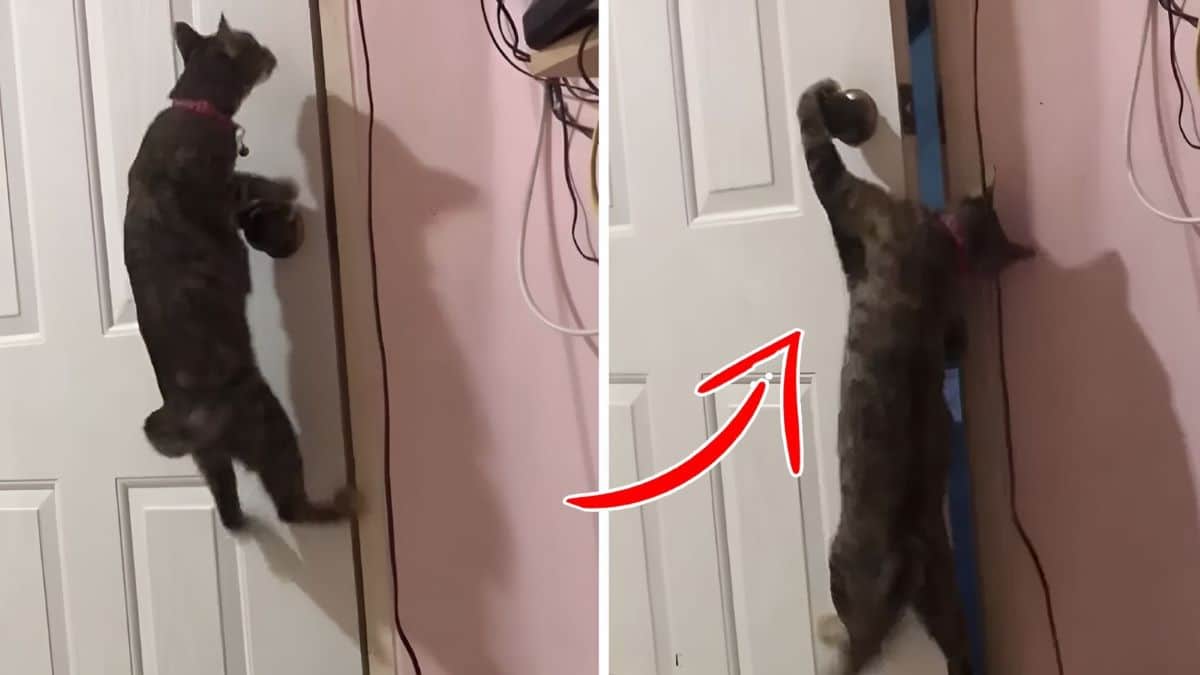 Vidéo, Une femme vérifie la caméra et est surprise de voir ce que son chat fait pour rejoindre ses amis