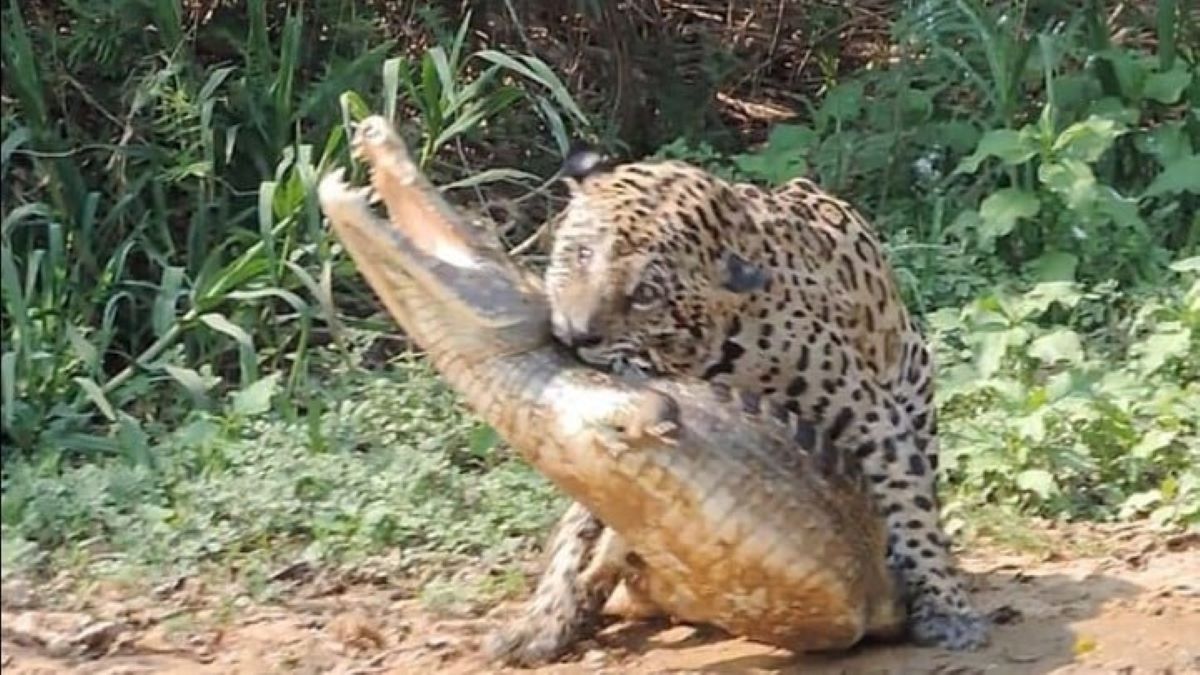 Vidéo : voici comment Mick Jaguar attaque, le félin qui dévore les alligators