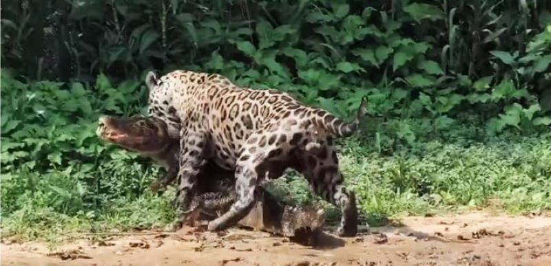 Vidéo : voici comment Mick Jaguar attaque, le félin qui dévore les alligators