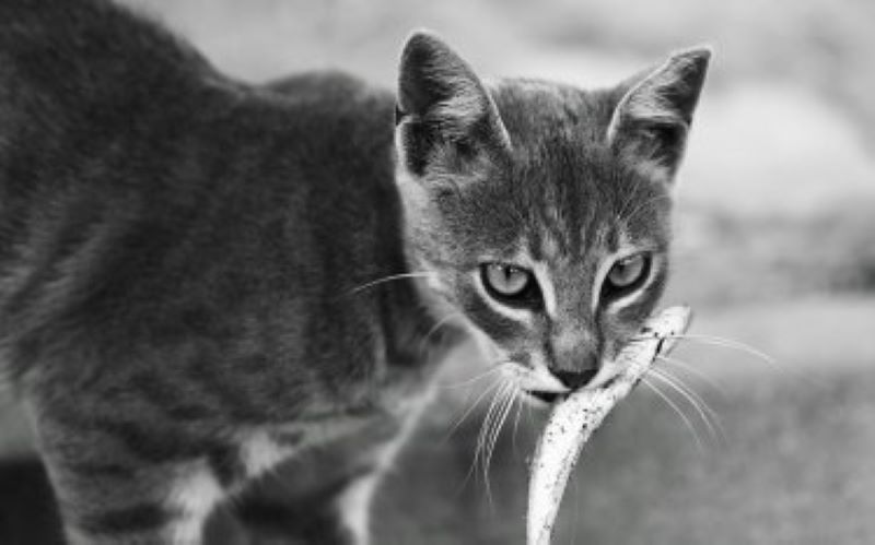 Vidéo, voici le réflexe étonnant de ce chat pour "pêcher"