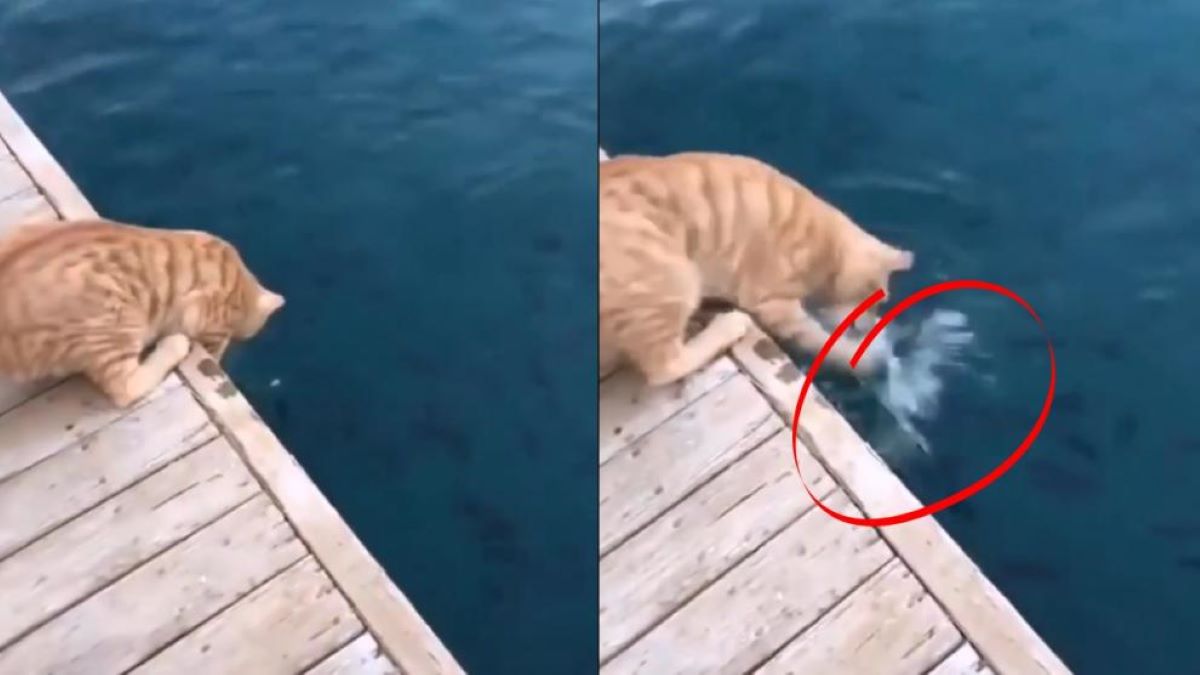 Vidéo, ce chat a un incroyable réflexe pour pêcher un poisson