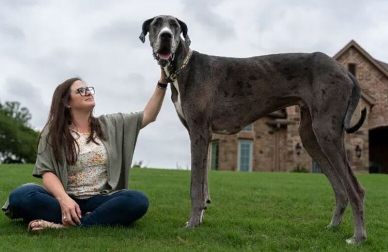 Vidéo : découvrez Zeus, le plus grand chien du monde !
