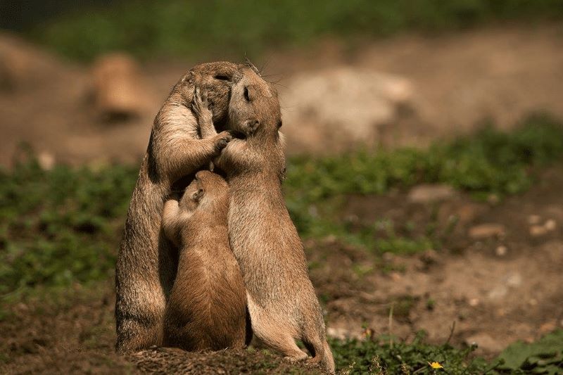 Voici 10 photos incroyablement belles d'animaux amoureux
