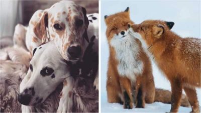 Voici 10 photos incroyablement belles d'animaux amoureux