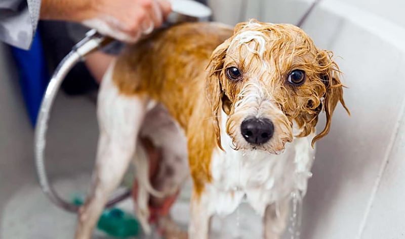 Voici à quelle fréquence les chats et les chiens doivent-ils être Voici à quelle fréquence les chats et les chiens doivent-ils être baignés pour prévenir les maladies de la peau pour prévenir les maladies de la peau