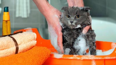 Voici à quelle fréquence les chats et les chiens doivent-ils être Voici à quelle fréquence les chats et les chiens doivent-ils être baignés pour prévenir les maladies de la peau pour prévenir les maladies de la peau