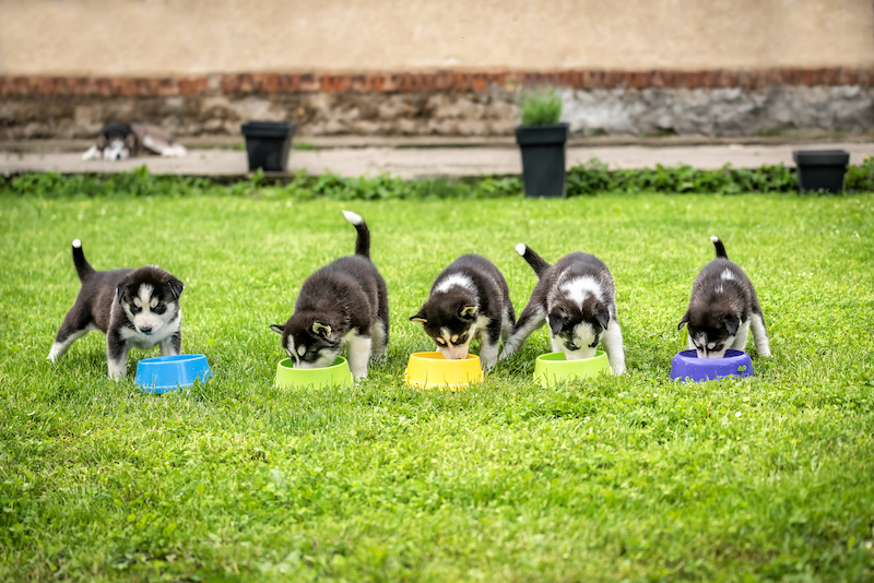 Voici comment bien choisir la matière de la gamelle de votre chien