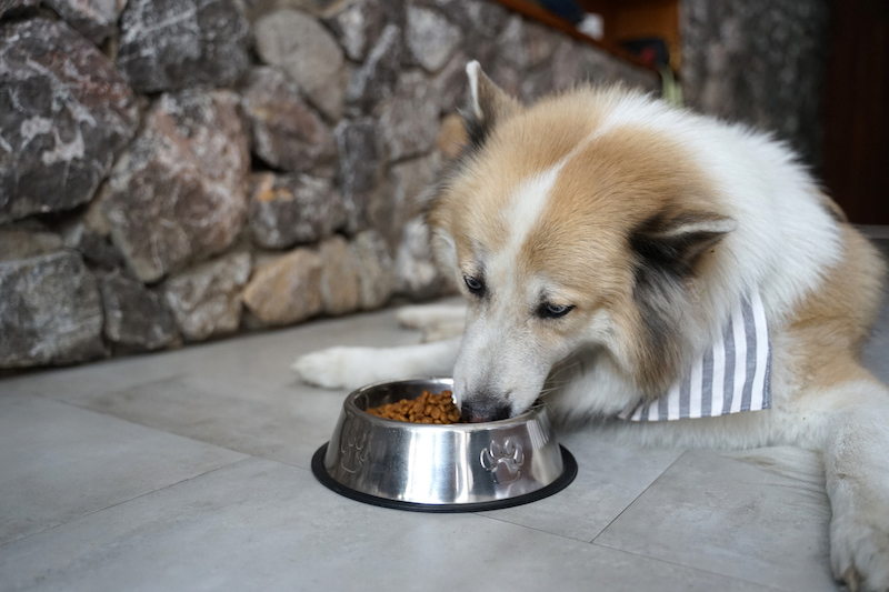 Voici comment bien choisir la matière de la gamelle de votre chien