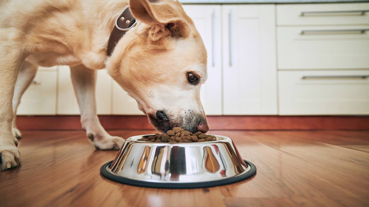 Voici comment bien choisir la matière de la gamelle de votre chien