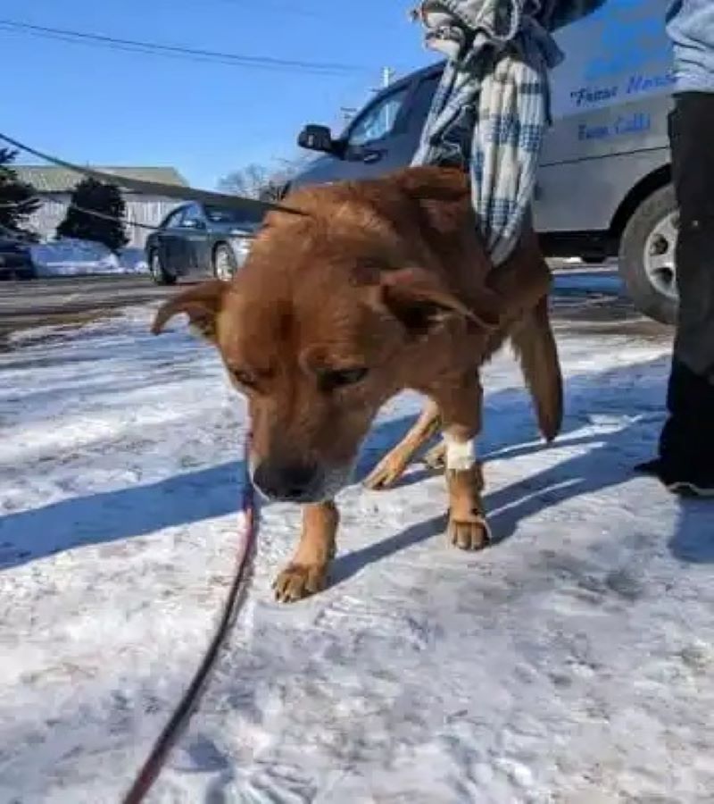 Voici comment ce chien disparu depuis 7 mois a parcouru 80 miles à la recherche d'aide