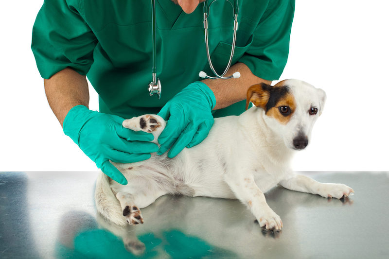 Voici comment détecter une rupture des ligaments croisés chez votre chien et la prévenir