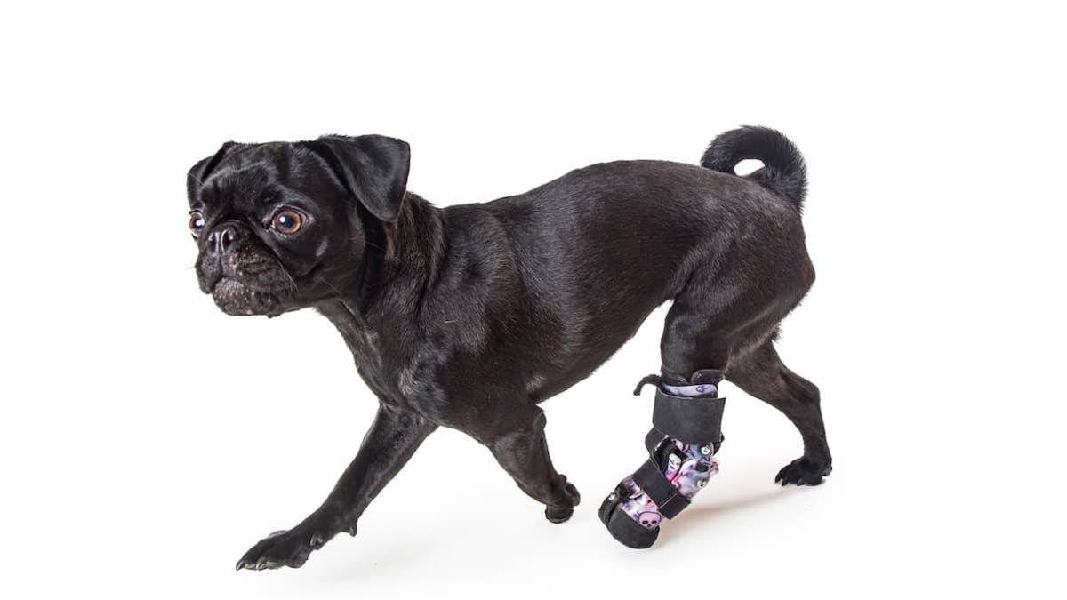 Voici comment détecter une rupture des ligaments croisés chez votre chien et la prévenir