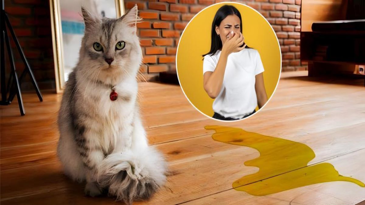 Voici comment éliminer l'odeur d'urine de chien ou de chat dans la maison