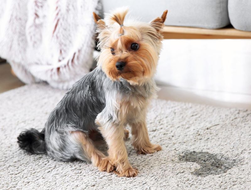 Chien : voici comment éliminer l'odeur d'urine dans la maison