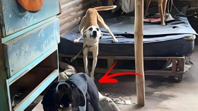 Voici comment un chien a démasqué une famille qui maltraitait plusieurs animaux et les utilisait pour mendier de l'argent