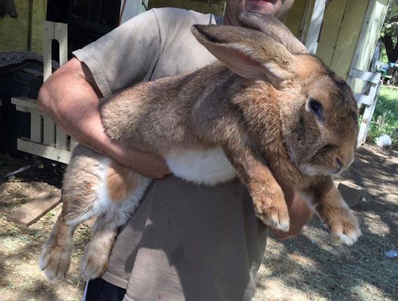 Voici Darius, le plus gros lapin du monde, Il pèse plus de 20 kilos et mesure près de 1,5 mètre de long