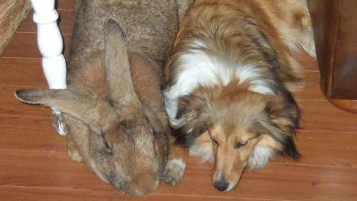 Voici Darius, le plus gros lapin du monde, Il pèse plus de 20 kilos et mesure près de 1,5 mètre de long