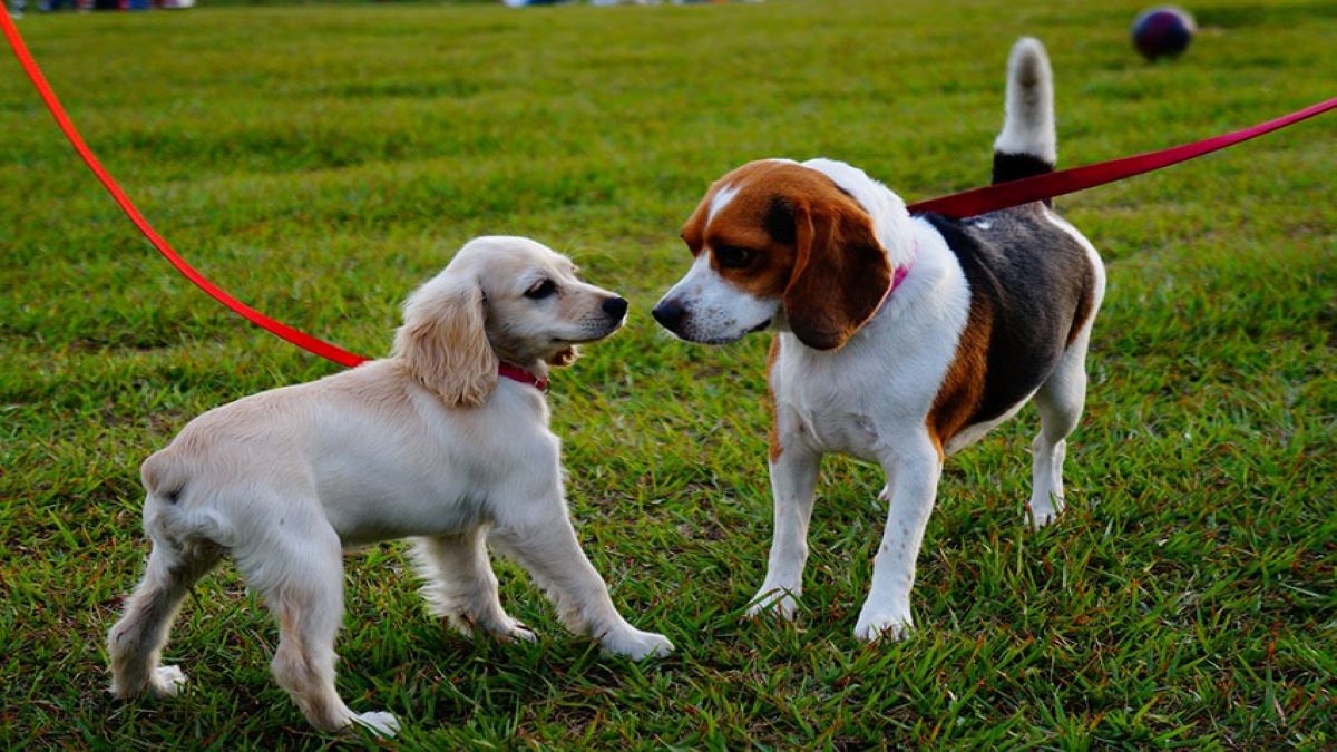 Voici pourquoi vous devez sortir votre chien 3 fois par jour minimum