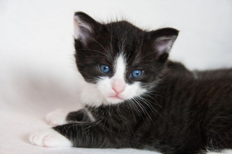 Voici la raison pour laquelle les chats noirs et blancs sont si spéciaux