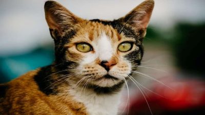 Voici la raison pour laquelle les chats tricolores sont si spéciaux