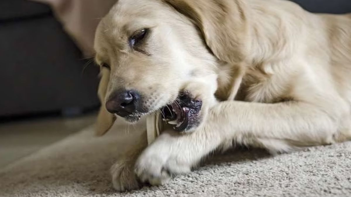 Voici la raison pour laquelle les chiens cachent de la nourriture et des objets dans leur lit