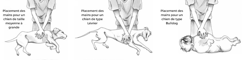 Voici la technique simple pour réaliser un massage cardiaque sur un chien