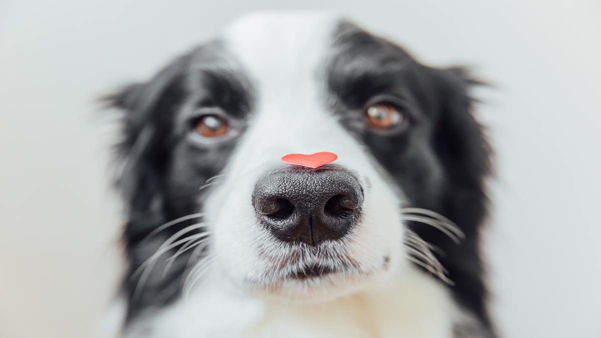 Voici la technique simple pour réaliser un massage cardiaque sur un chien