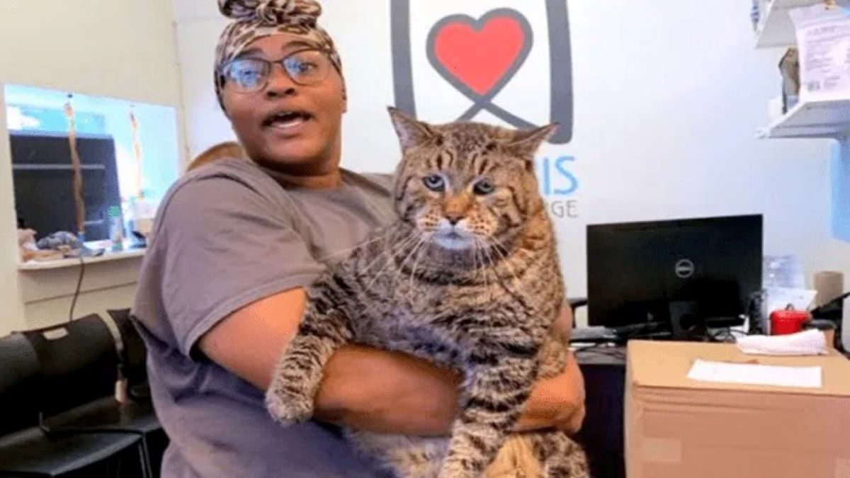 Voici le chat géant qui cherche un foyer heureux et quelqu'un qui l'aime