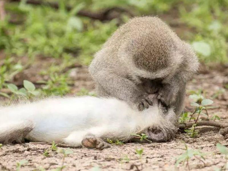 Voici le singe curieux essayant de pratiquer le bouche-à-bouche est devenu viral