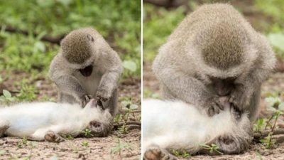 Voici le singe curieux essayant de pratiquer le bouche-à-bouche