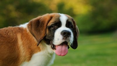 Voici les 4 plus grandes races de chiens au monde ; ils sont énormes, mais affectueux