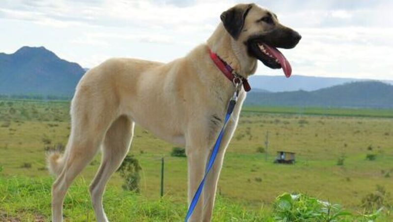 Voici les 4 plus grandes races de chiens au monde ; ils sont énormes, mais affectueux