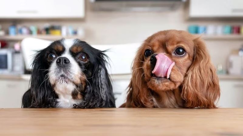 Voici les 5 choses que les chiens détestent chez les humains, selon une étude