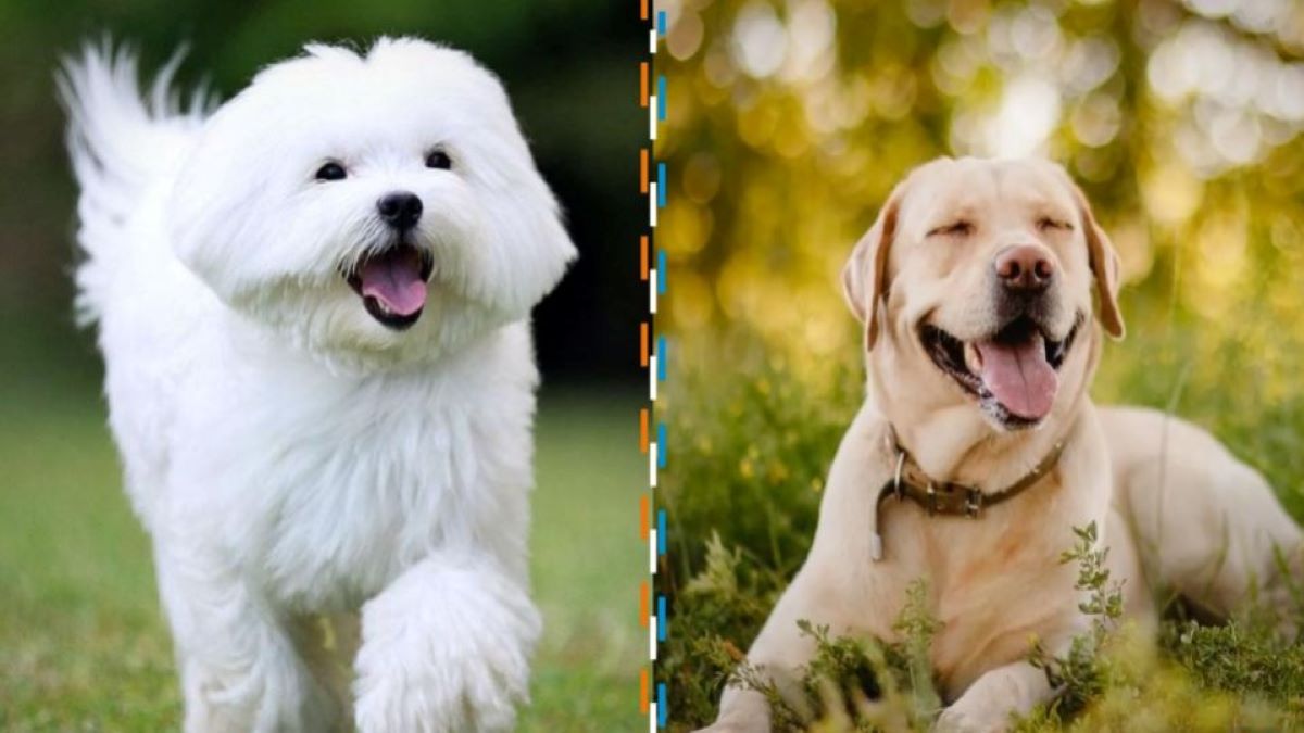 Voici les 6 chiens les plus affectueux au monde