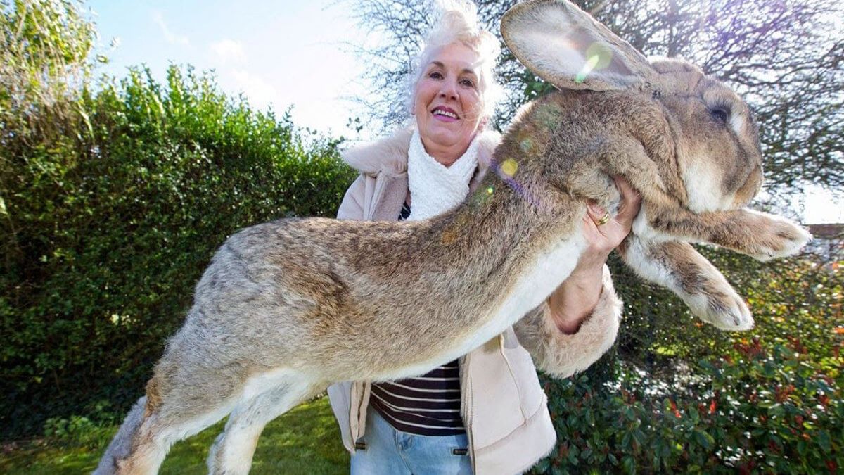 Voici 8 animaux géants que vous n'avez certainement jamais vus