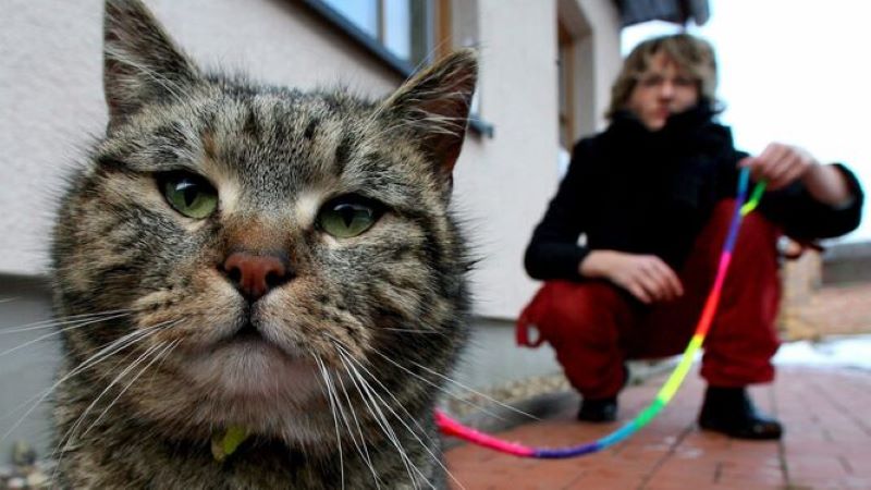 Chien ou chat attaché : voici les graves conséquences