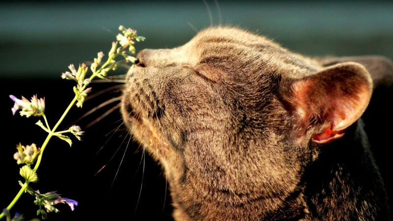 Voici les odeurs que les chats aiment, qui les détendent et les attirent